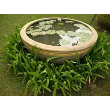 7-lotus plant-1365405-39361.webp